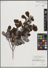 Foto von Salix aurita L.